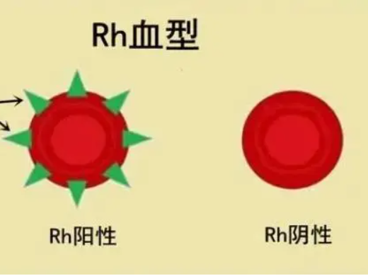 rh是什么意思 RH阳性和RH阴性的区别第1步