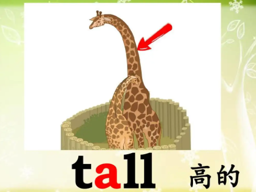 tall是什么意思 tall翻译成中文是什么含义