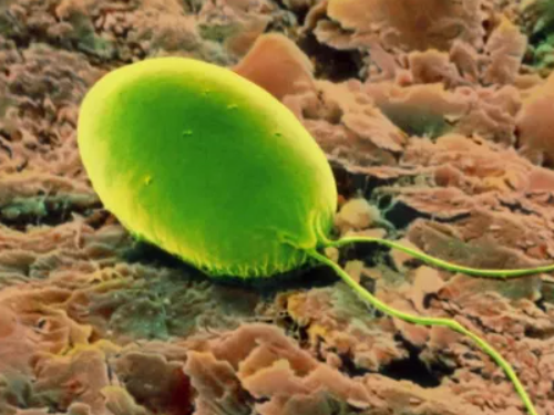 衣藻是真核生物吗